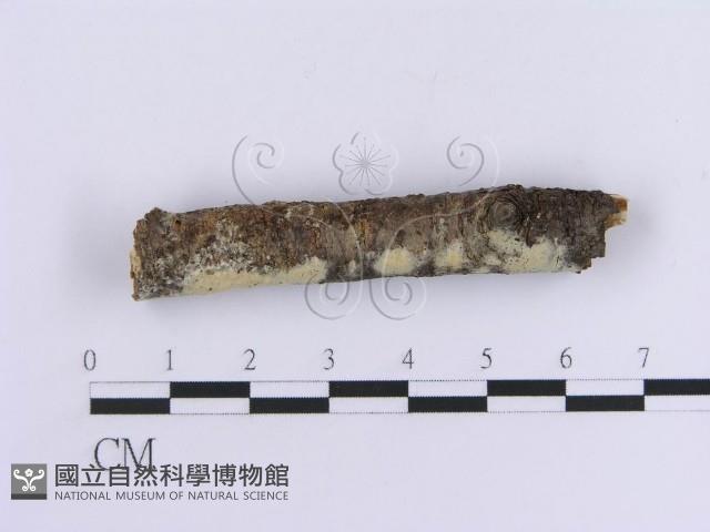 登錄號:F0012096藏品圖，第3張