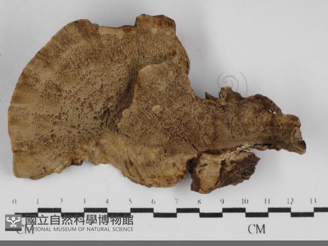 登錄號:F0032096藏品圖，第3張