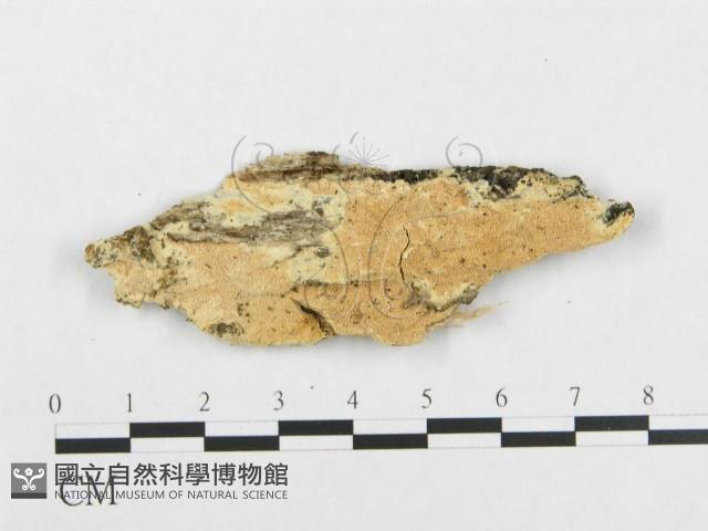 登錄號:F0007096藏品圖，第3張