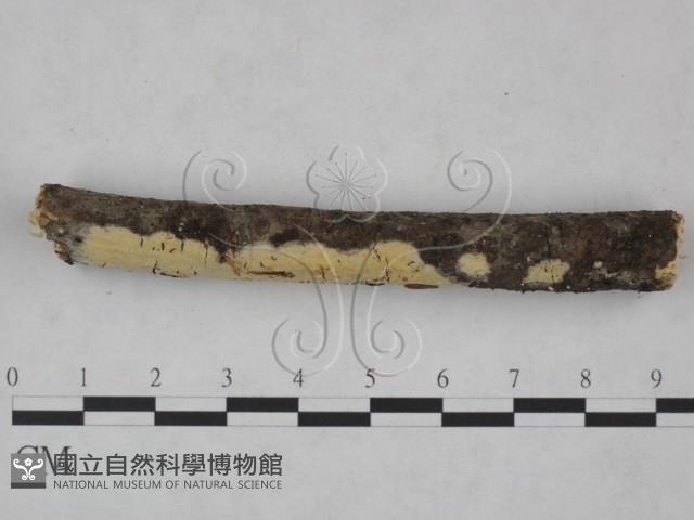 登錄號:F0025096藏品圖，第3張