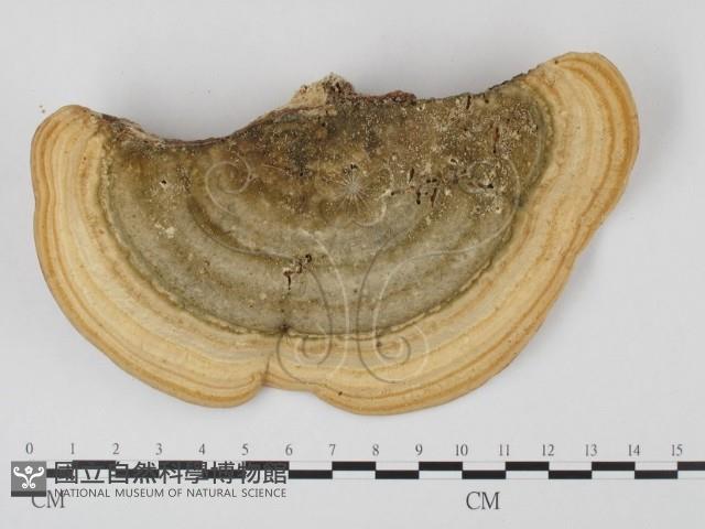 偏腫栓菌藏品圖，第3張