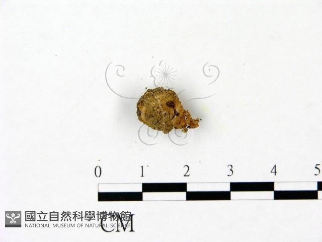 登錄號:F0023096藏品圖，第3張