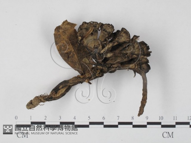 棕色革菌藏品圖，第3張