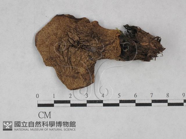 登錄號:F0028396藏品圖，第3張