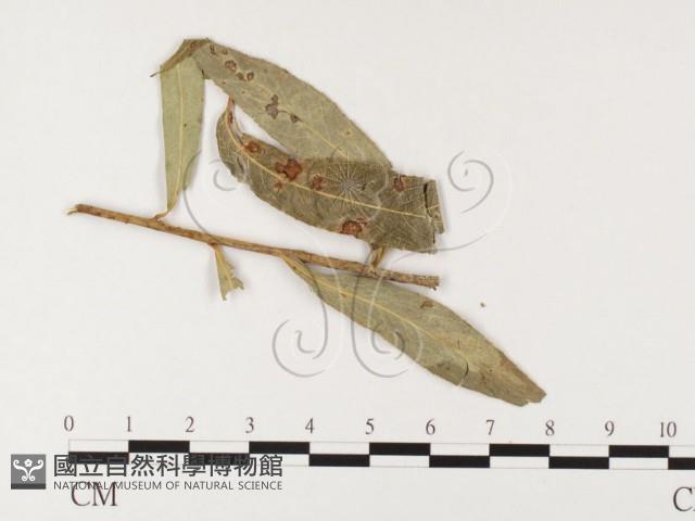 登錄號:F0026396藏品圖，第1張