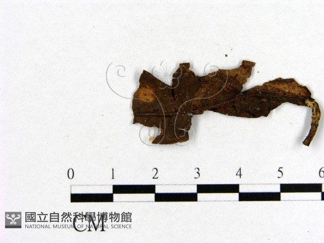 小菇屬藏品圖，第3張