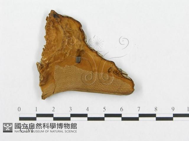 登錄號:F0011396藏品圖，第3張