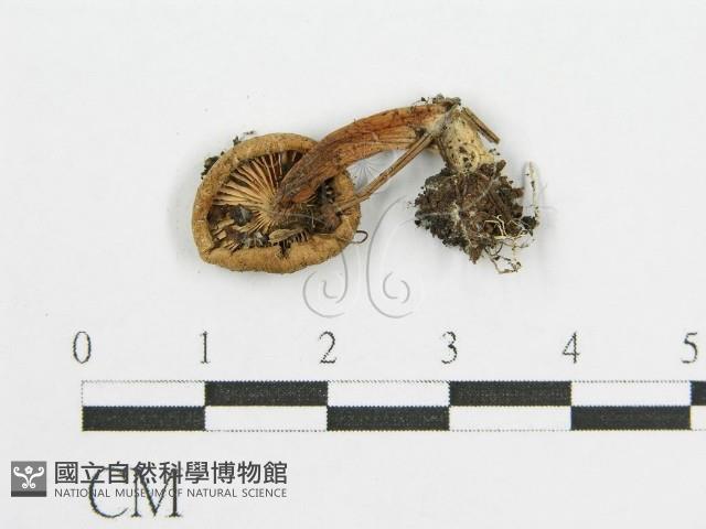 登錄號:F0004396藏品圖，第3張