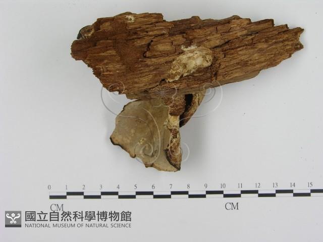 登錄號:F0012396藏品圖，第3張