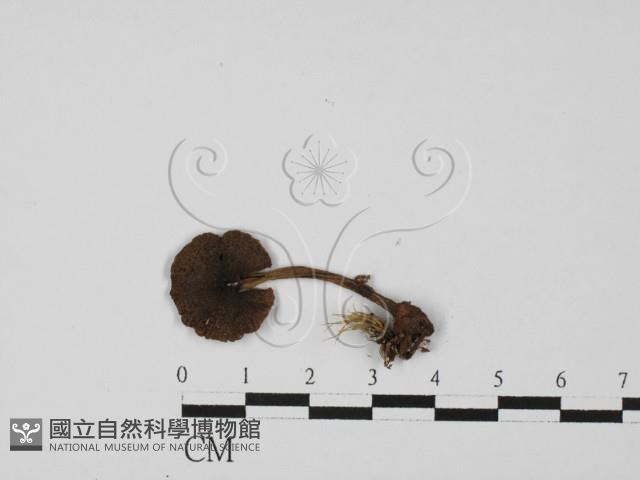 粉褶菌屬藏品圖，第3張