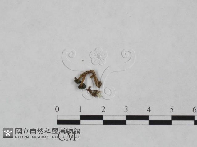 登錄號:F0007396藏品圖，第3張