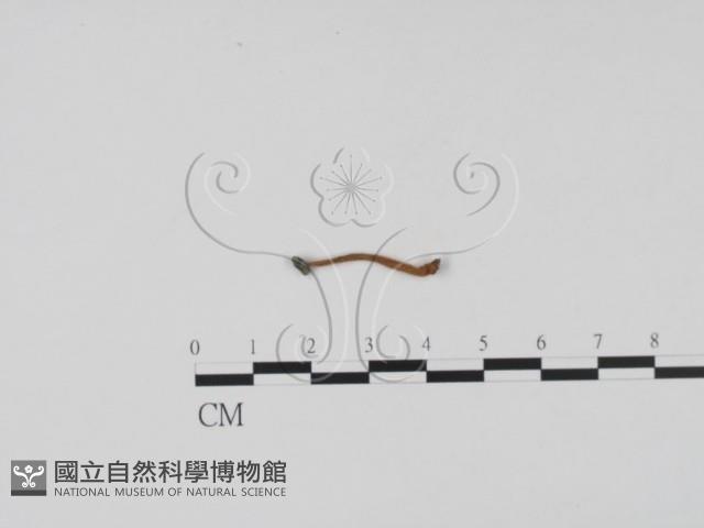 登錄號:F0017396藏品圖，第1張