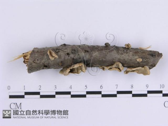 登錄號:F0015396藏品圖，第3張
