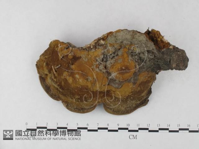 登錄號:F0023396藏品圖，第3張