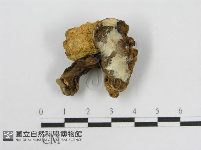 登錄號:F0003396藏品圖，第3張