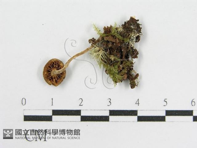 登錄號:F0013396藏品圖，第3張
