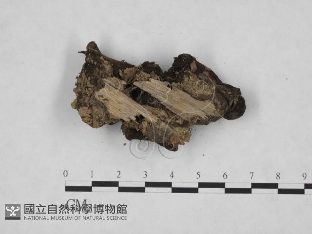 登錄號:F0008286藏品圖，第1張