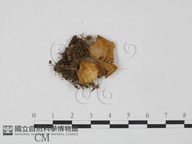 登錄號:F0020286藏品圖，第3張