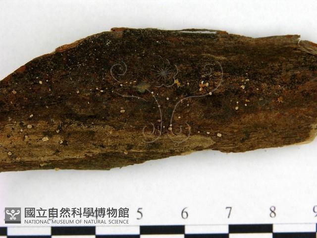 登錄號:F0010286藏品圖，第3張