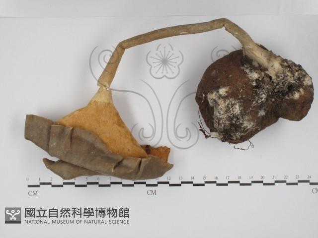 登錄號:F0030286藏品圖，第3張