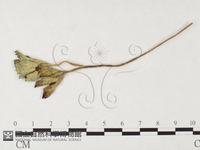 登錄號:F0026286藏品圖，第1張