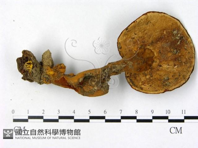 登錄號:F0016286藏品圖，第3張
