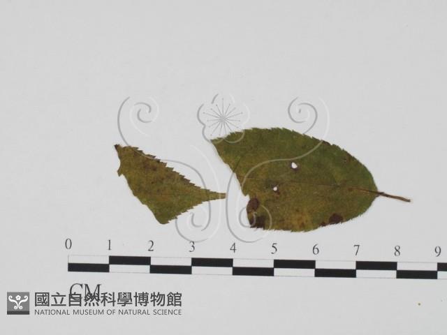 登錄號:F0021286藏品圖，第3張