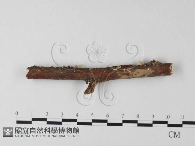 登錄號:F0001286藏品圖，第1張
