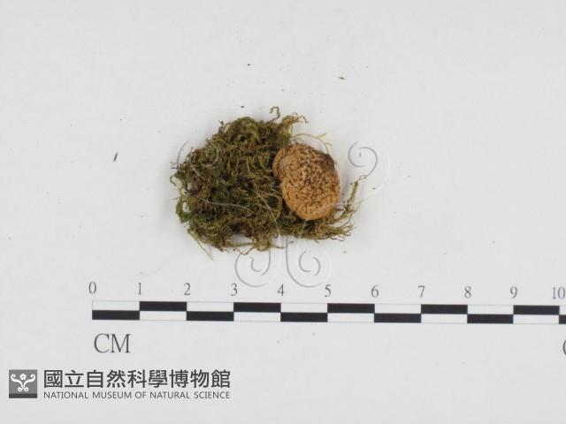 登錄號:F0024286藏品圖，第3張