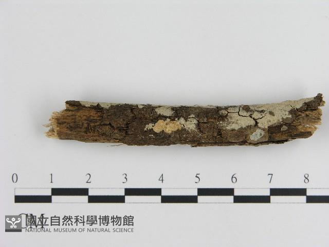 刺皮菌屬藏品圖，第3張