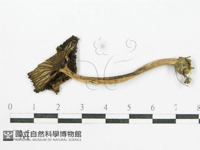 鬼傘屬藏品圖，第3張