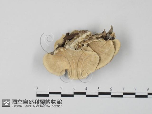 雲芝藏品圖，第3張