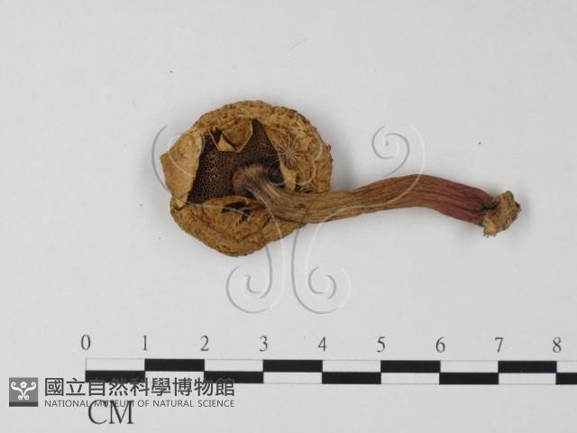 登錄號:F0012286藏品圖，第3張