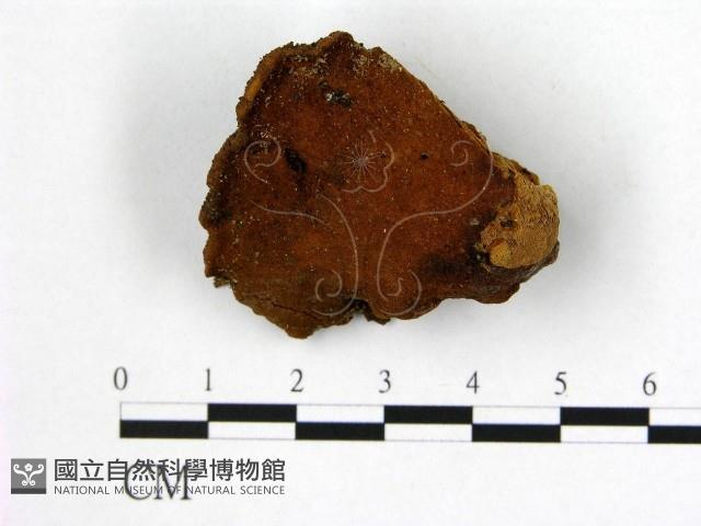 登錄號:F0017286藏品圖，第1張