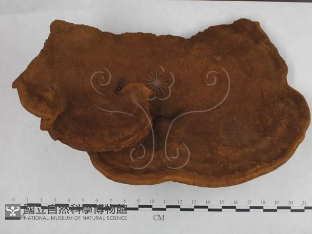 登錄號:F0025286藏品圖，第3張