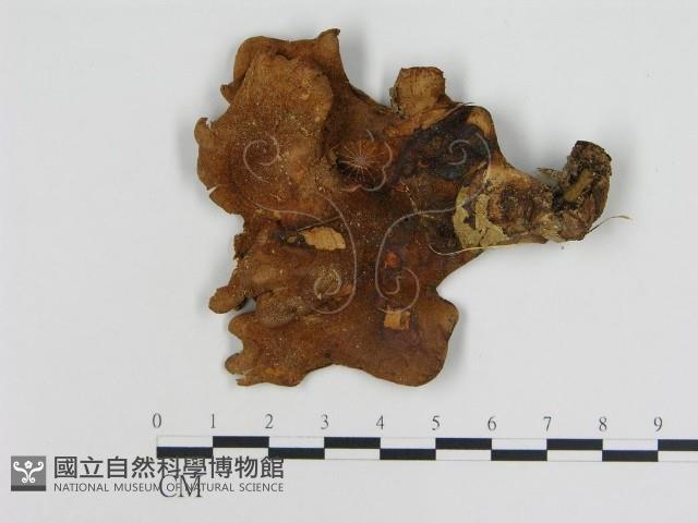 登錄號:F0005286藏品圖，第3張