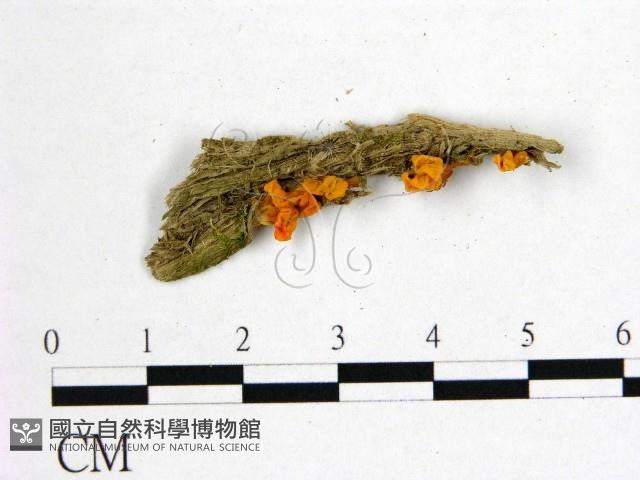 花耳屬藏品圖，第3張