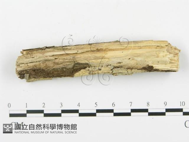 登錄號:F0009286藏品圖，第3張