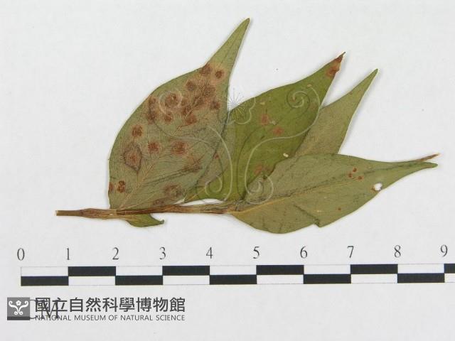 登錄號:F0019286藏品圖，第1張
