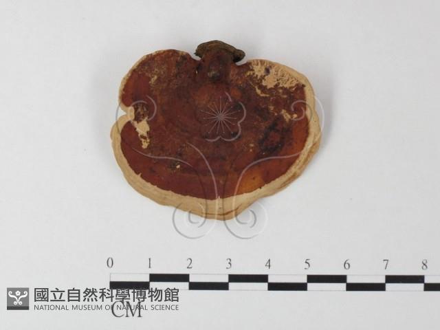 相鄰小孔菌藏品圖，第3張