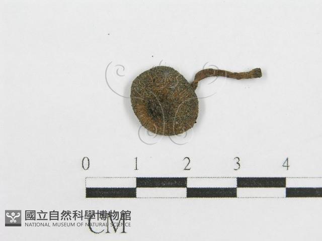 鬼傘屬藏品圖，第3張