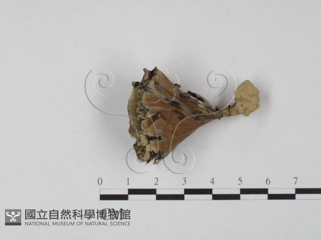 棕色革菌藏品圖，第3張