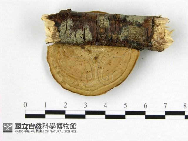 登錄號:F0008886藏品圖，第3張