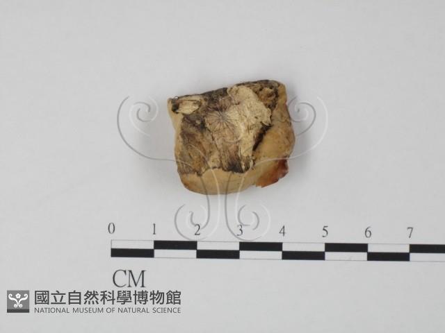 偏腫栓菌藏品圖，第3張
