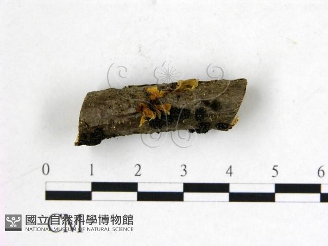 登錄號:F0020886藏品圖，第3張