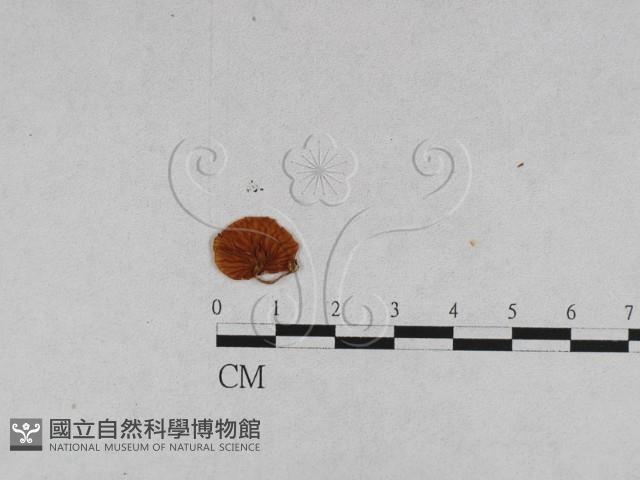 登錄號:F0010886藏品圖，第3張