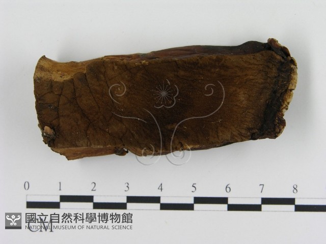 登錄號:F0006886藏品圖，第3張