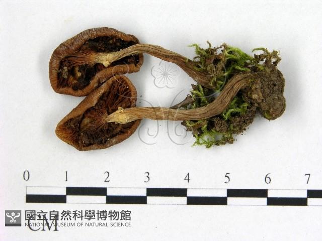 登錄號:F0021886藏品圖，第3張