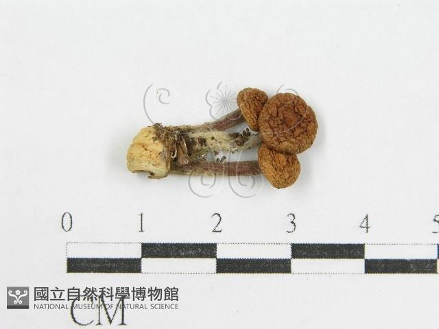 登錄號:F0001886藏品圖，第3張