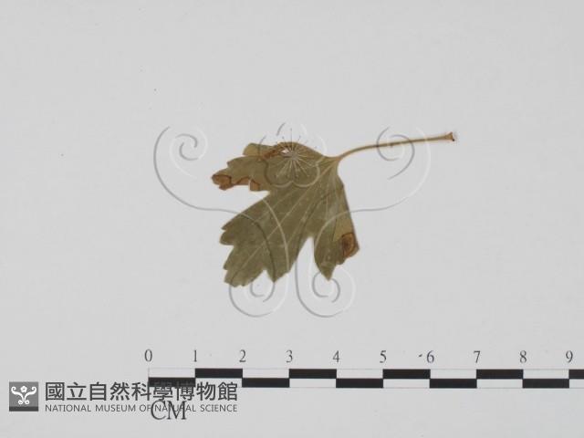 登錄號:F0011886藏品圖，第3張
